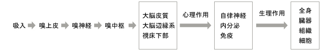 嗅覚刺激によって脳にダイレクトに伝達され、心と体に同時に働きかけます