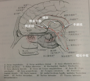 内側髄条経由の嗅覚路（大脳辺縁系）