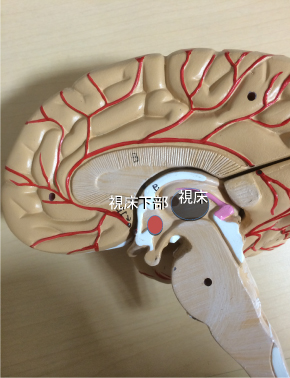 視床と視床下部