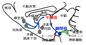 手綱核（外側亜核は学習記憶の定着、内側亜核は適切学習）