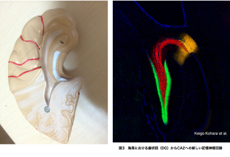 外側髄条系　嗅覚が海馬に確実につながった