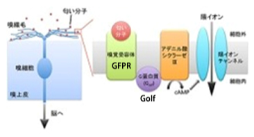 GTP結合タンパク質