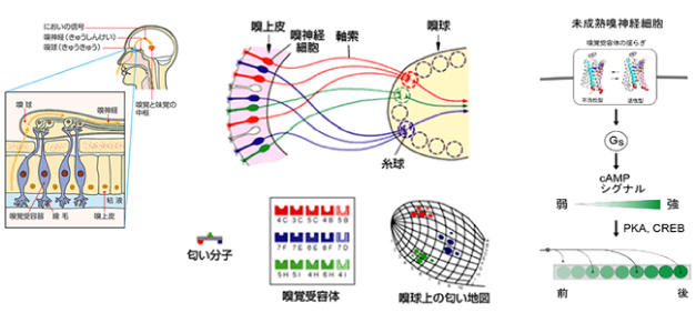 臭いの機敏反最近の嗅神経の進歩